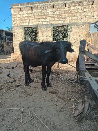 જાફરાબાદી પાડા વેચવાના છે