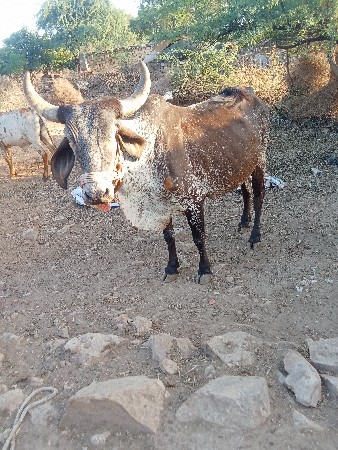 ગાય વેચવાની છે