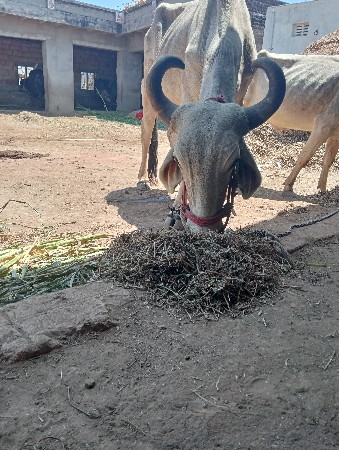 ગોધલા વેચવાના છે