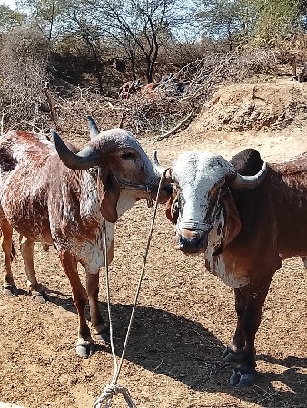 આ ગોઢલા વેચવાના છે