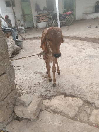 ગાય વેચવાની છે ગીર ગાય નીચે વાસળી