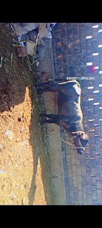 પાડો.   વેચવાનો.     છે