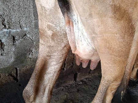 ગાય વેસવાની છે