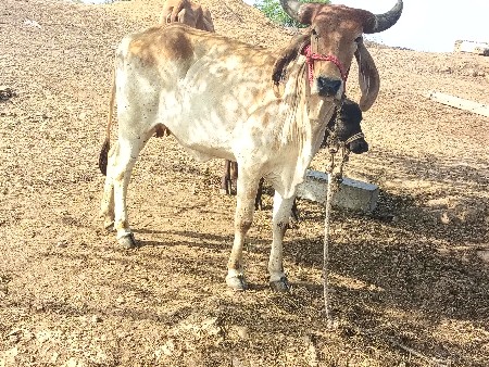 थंबनेल 2