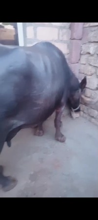 ચોથું વેતર