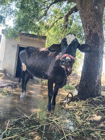 थंबनेल 3