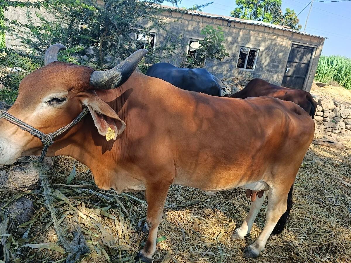 थंबनेल 2