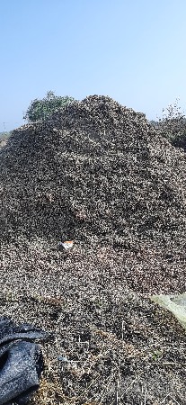 માડવયુ વેસવાનુ સે