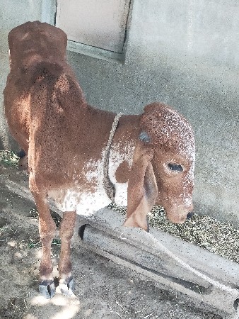 gir hodki vesvani se