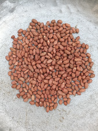 k 41 ના દાણા