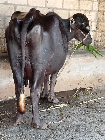 ભેંસ વેચવાની છે