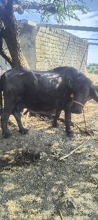 थंबनेल 3