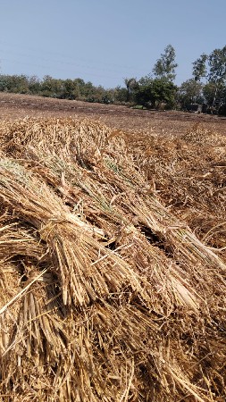 જુવારની મીઠી નીરણ વેચવા ની છે.