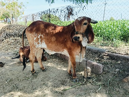 ગીર ઓડકી