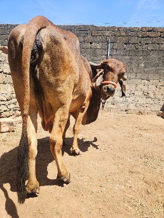 ગીર ગાય વેચવાની છે