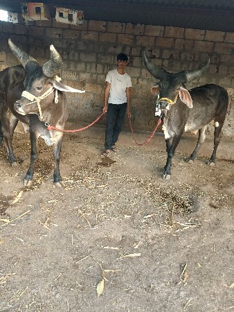 3 નવરસના