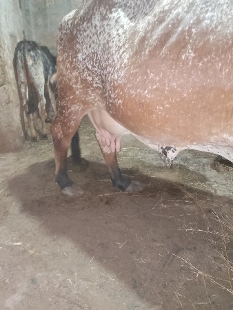 વસાવાની