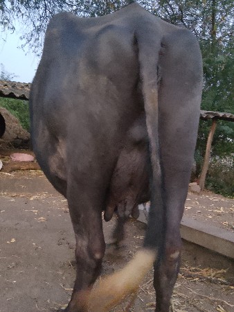 ત્રીજું.વેતર.ગભહ.દુધ.6