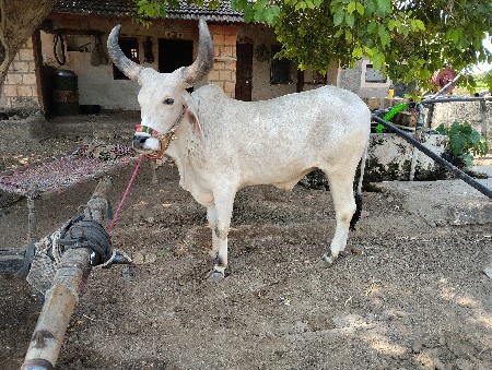 ગોઢલો વેચવા નો છે