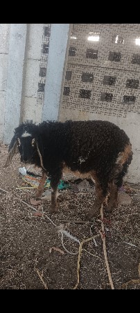 થંબનેલ 2