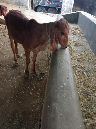 વાછડી વેચવાની છે