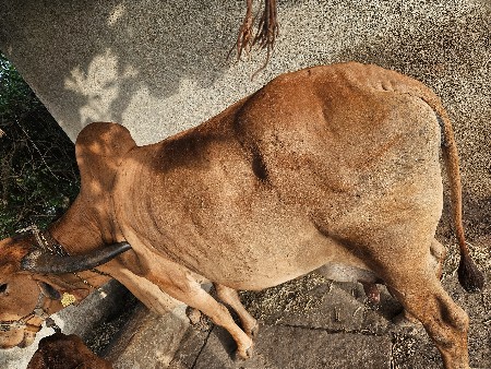 थंबनेल 3