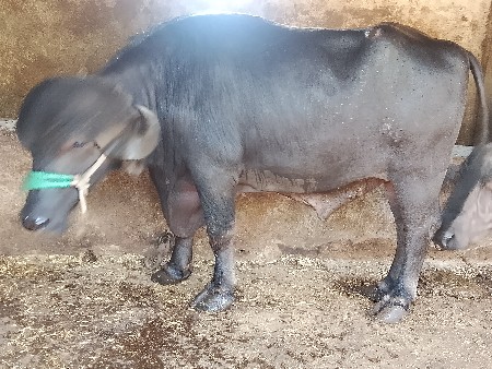 પાડો ને પાડીયુ વેચવાની યુ છે