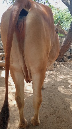 ગાય વેચવાની છે