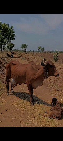 ગાય વેચવાનીછે