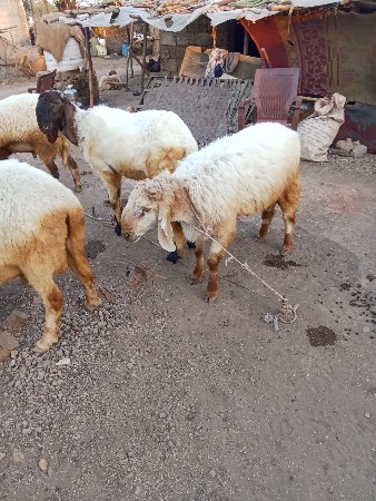 ધેટાવેચવાનાછે