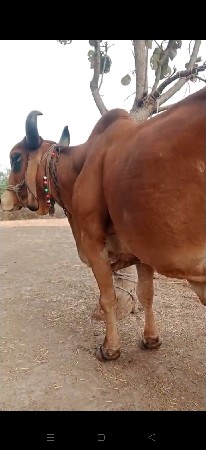 ગાય વેચવાની છે