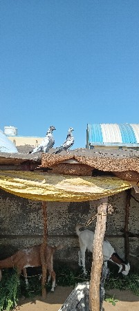કબૂતર વેચવાના છે