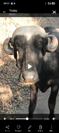 થંબનેલ 1