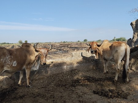 બરધવેસવાના