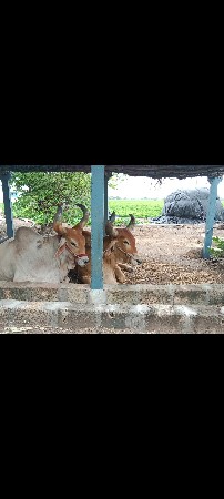 બરધ વેચવાના છે