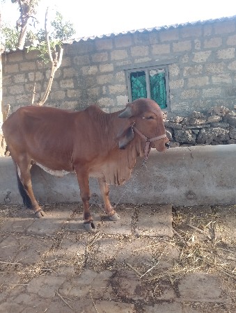 थंबनेल 3