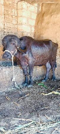 थंबनेल 6