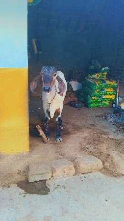 थंबनेल 2