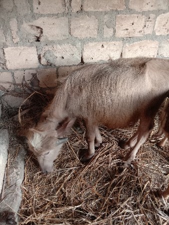 પાડો વેચવા નો છે