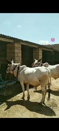 વેચવાના છે