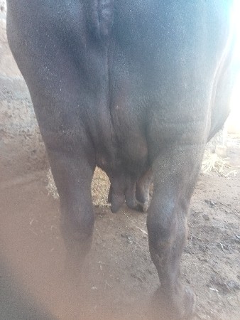 દેવાભાઈ સિધલ