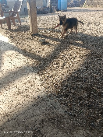 ગલુડીયુ વેચવાના છે