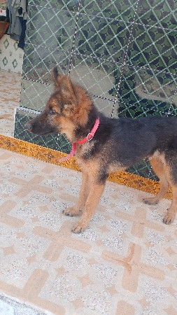 gsd mel vechava no che