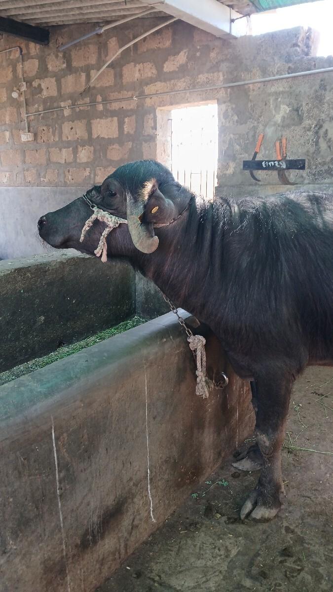 ખળેલી વેચવાની છે