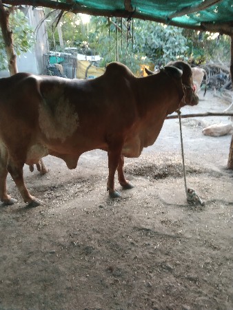 थंबनेल 2