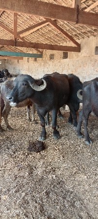 8 ખડેલા ગાભ ન