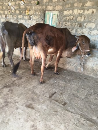 थंबनेल 3