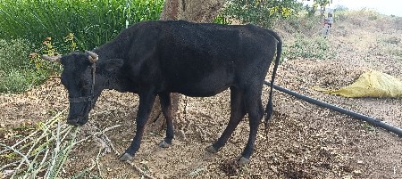 थंबनेल 2