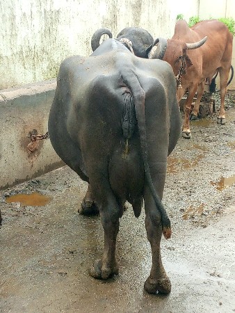 थंबनेल 3