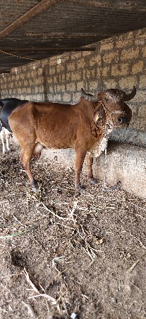 2 વેતર 20 દિવસ ની વિહાનેલ